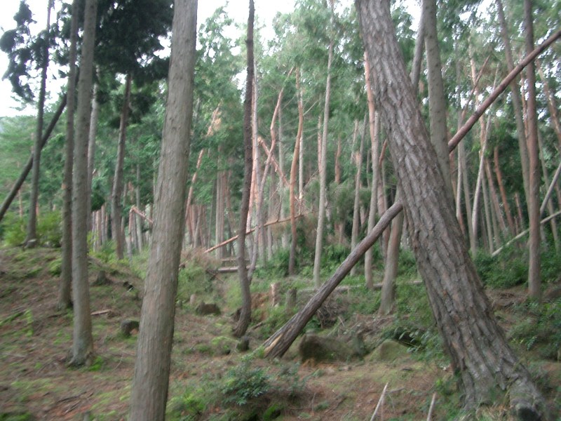 Original image