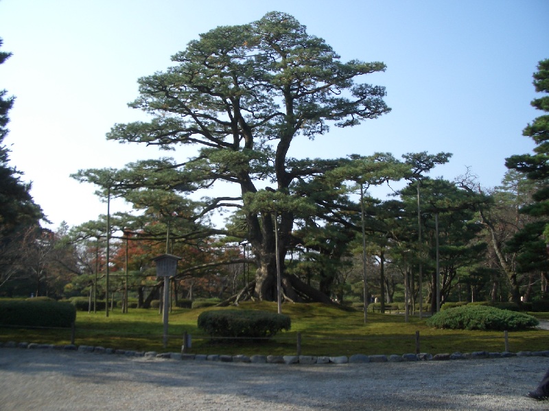 Original image