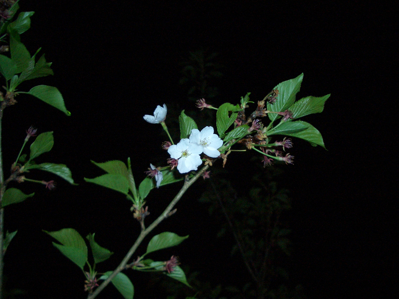 Original image