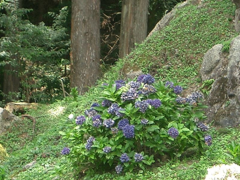 Original image