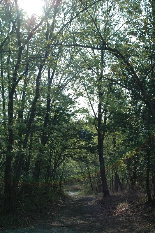 Original image