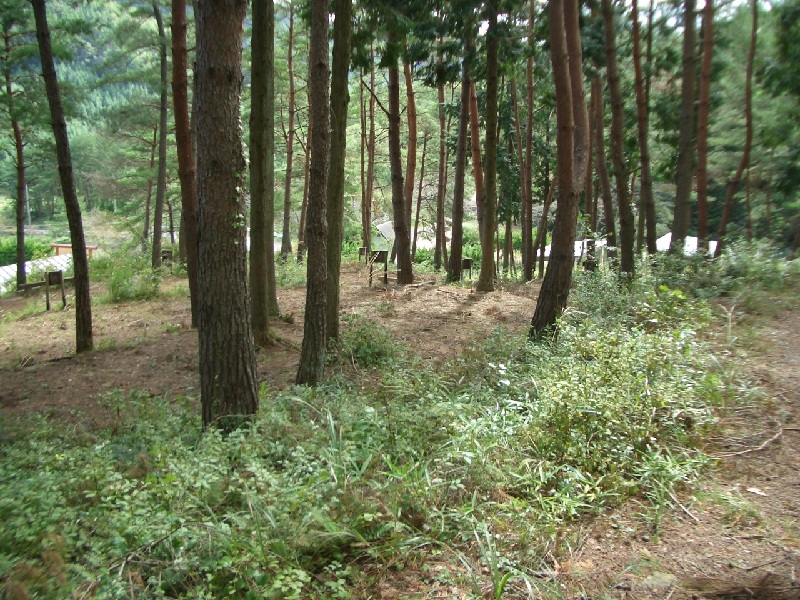 Original image